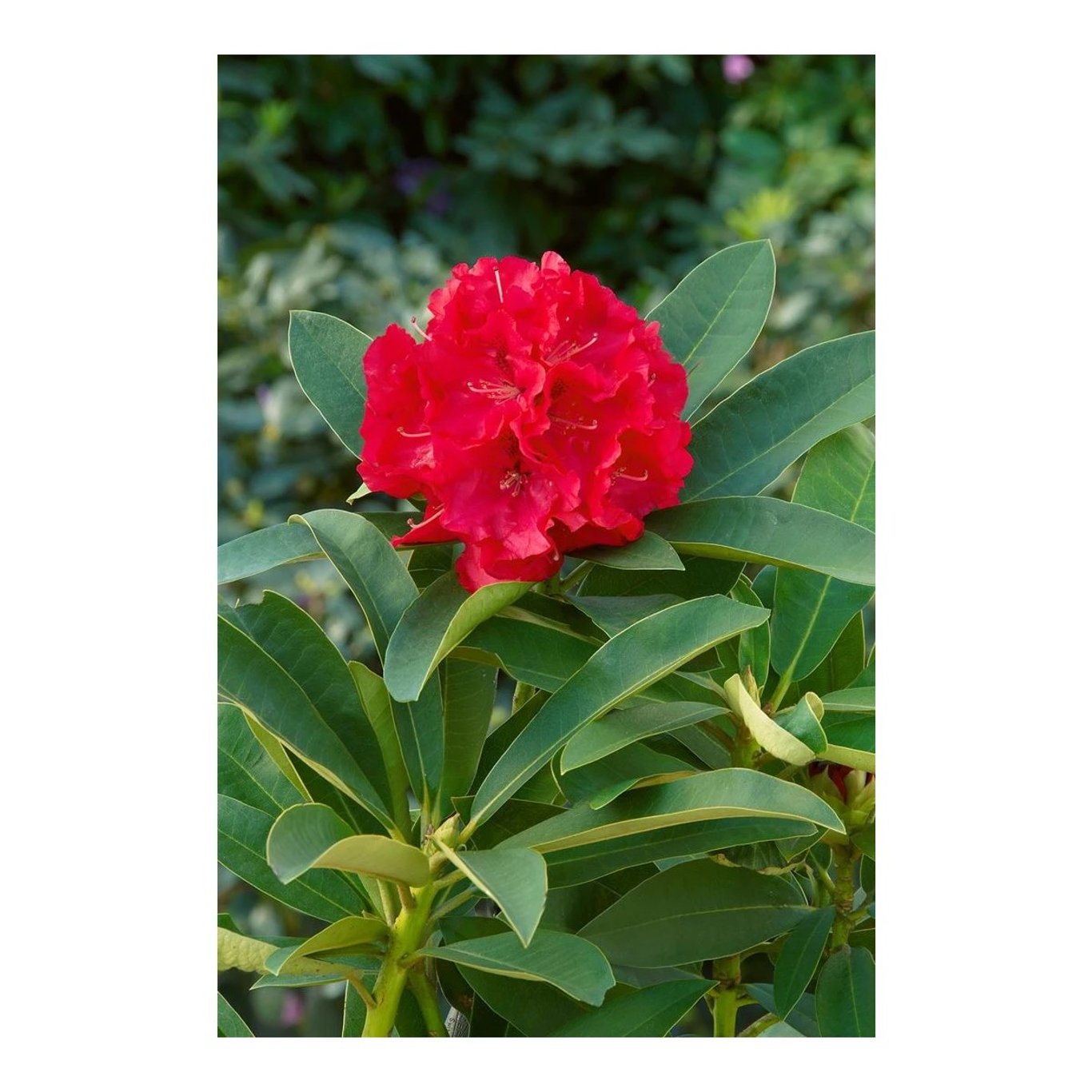 Rhododendron – Rhododendron 'Wilgen's Ruby' - C5 30-40 CM